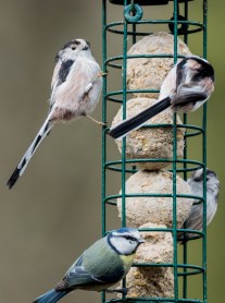 Birds on a bird feeder