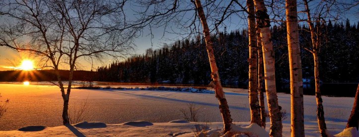 branches cold conifers environment winter snow
