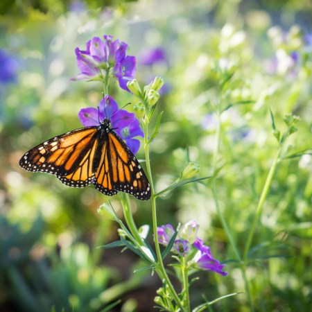 How To Reinvent Yourself (thepatchworkfox.com)