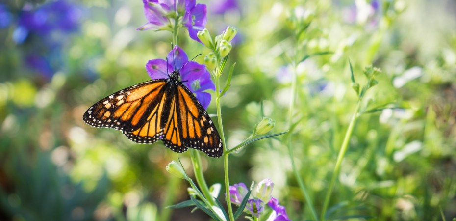 How To Reinvent Yourself (thepatchworkfox.com)