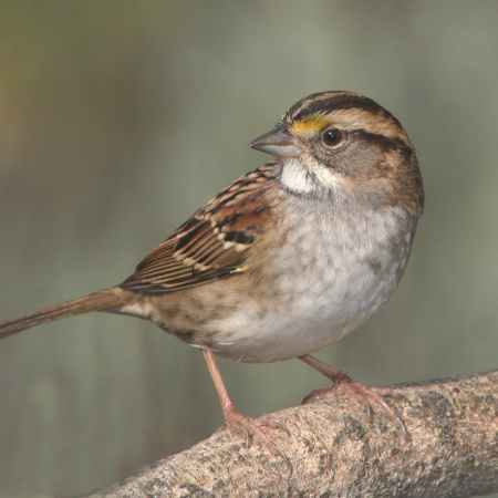 It's Not The End (thepatchworkfox.com)