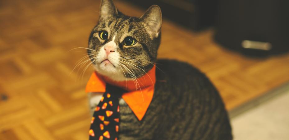 Wholesome Halloween Toolkit (thepatchworkfox.com)