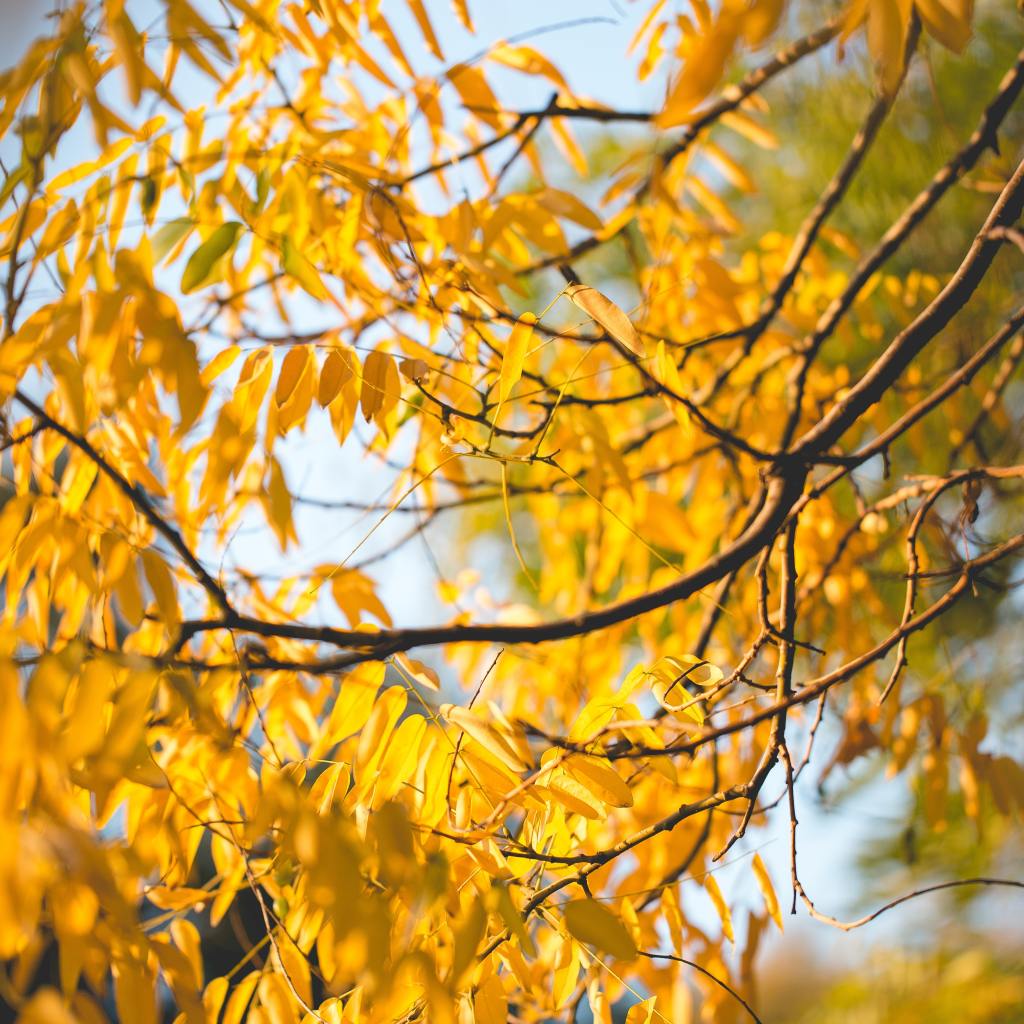 Self-Help for SAD (thepatchworkfox.com)