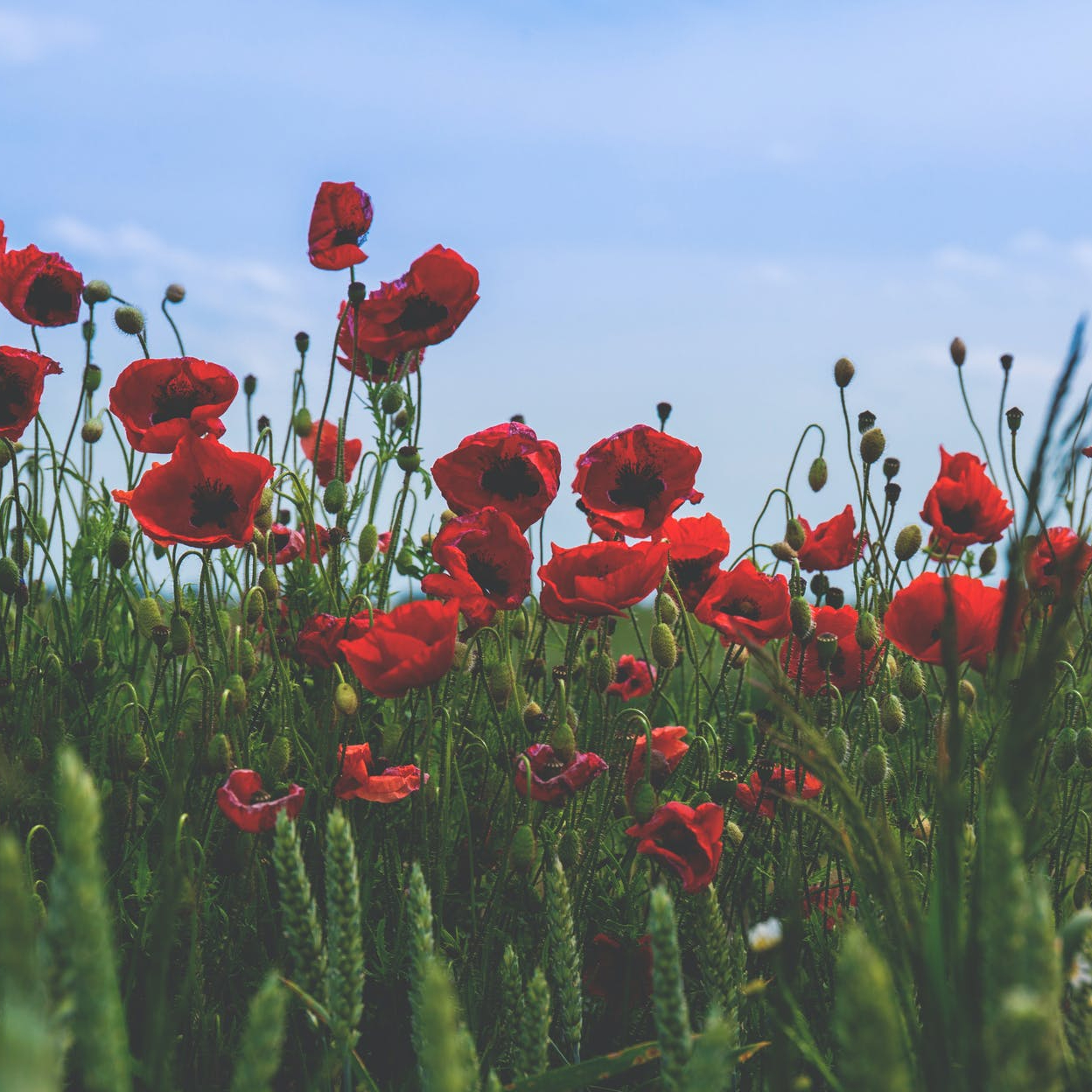 Remembrance Day (thepatchworkfox.com)