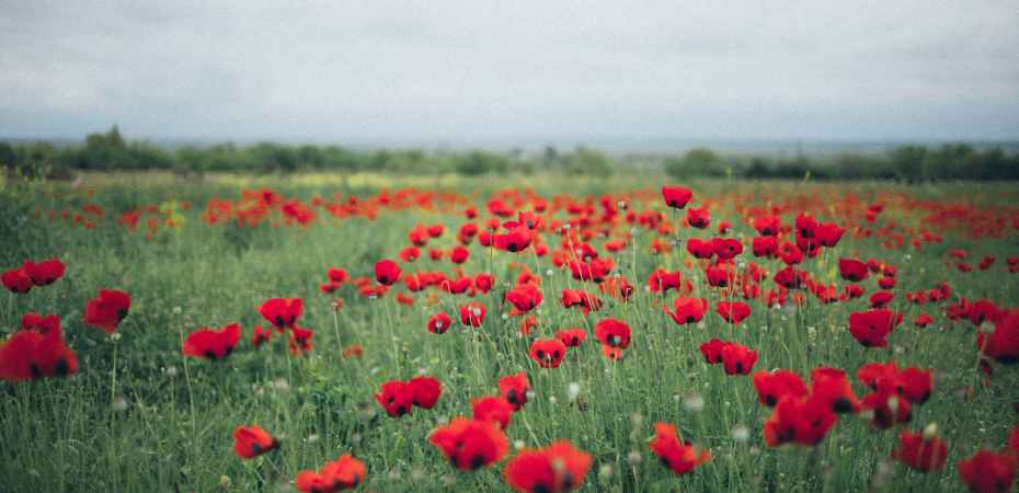 Remembrance Day (thepatchworkfox.com)