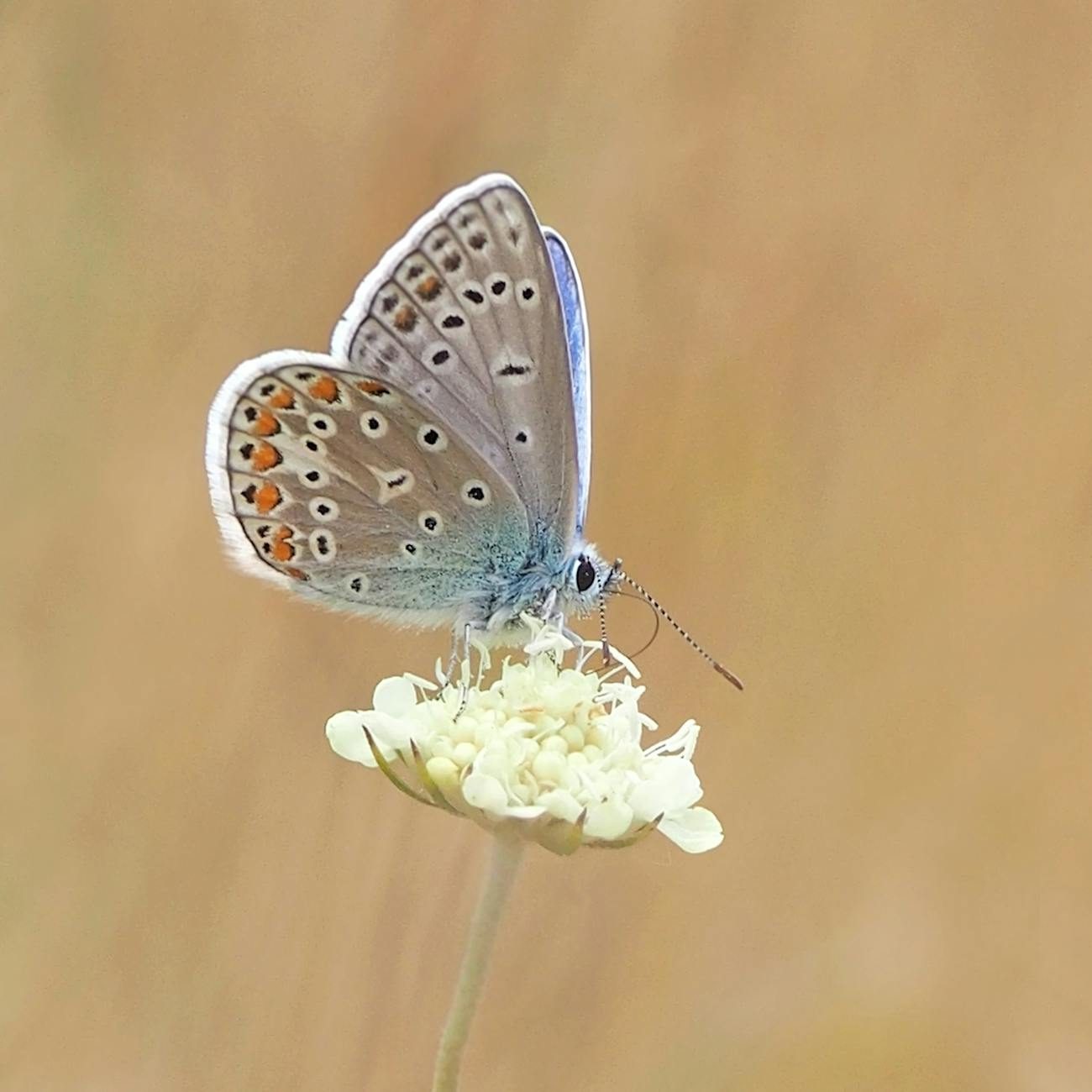 A butterfly on a flower. (wallflowerhaze.com)