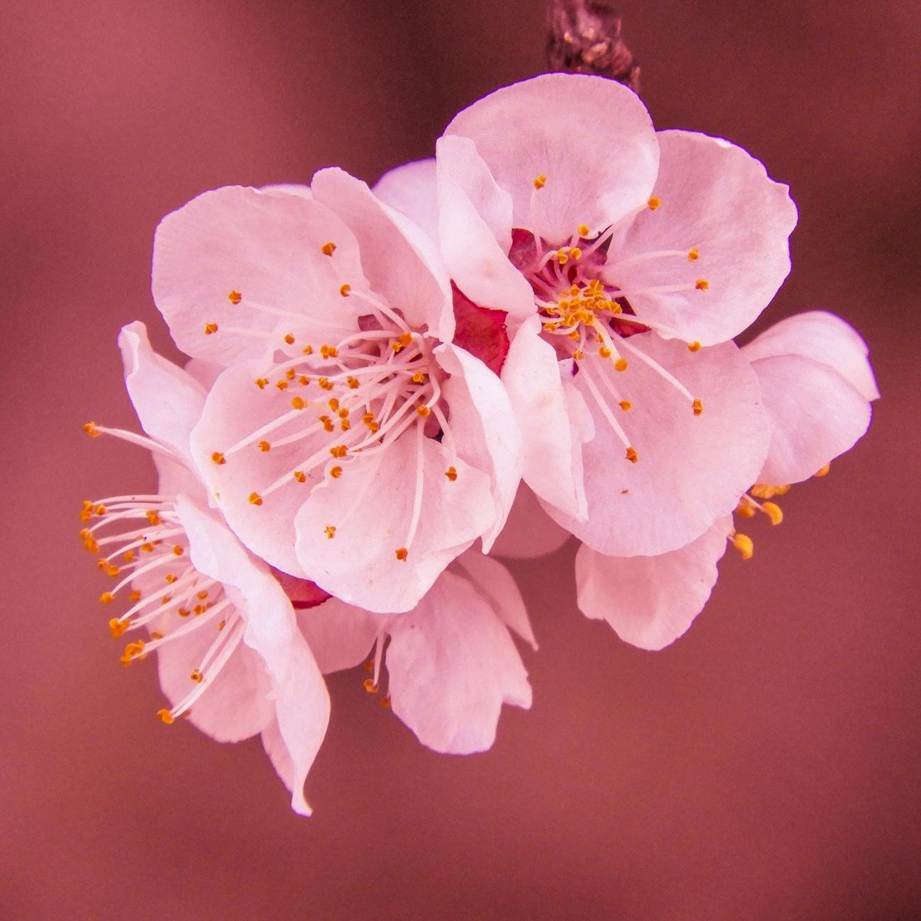 A close-up of cherry blossom. (wallflowerhaze.com)