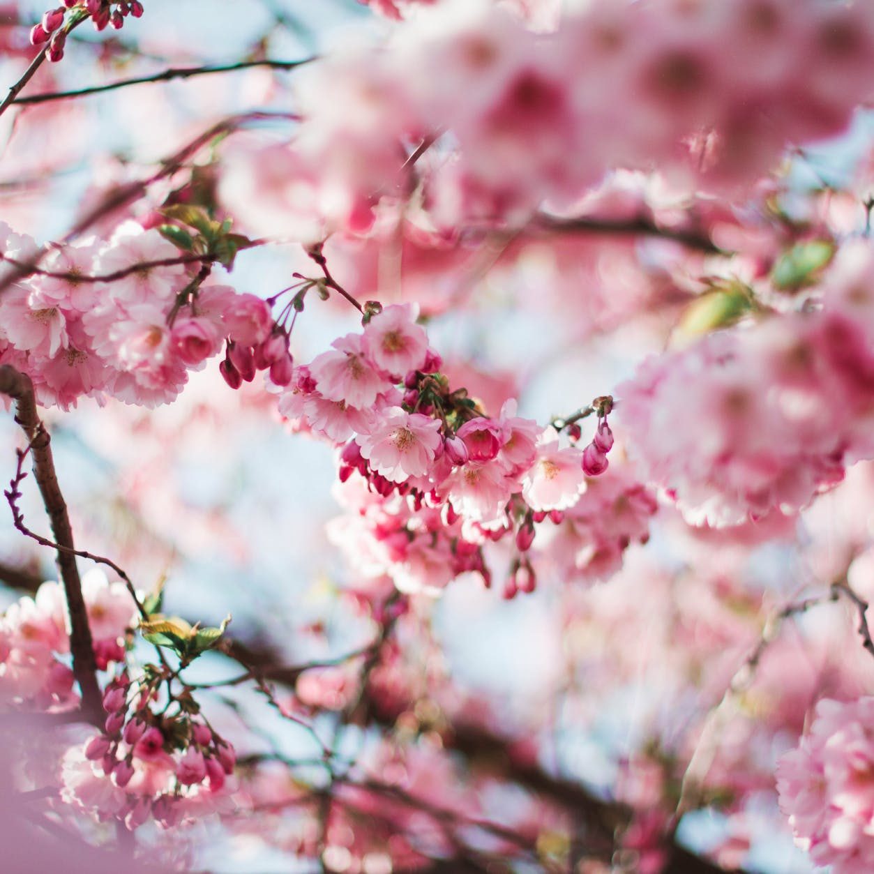 Cherry blossom. It's Not The End (thepatchworkfox.com)