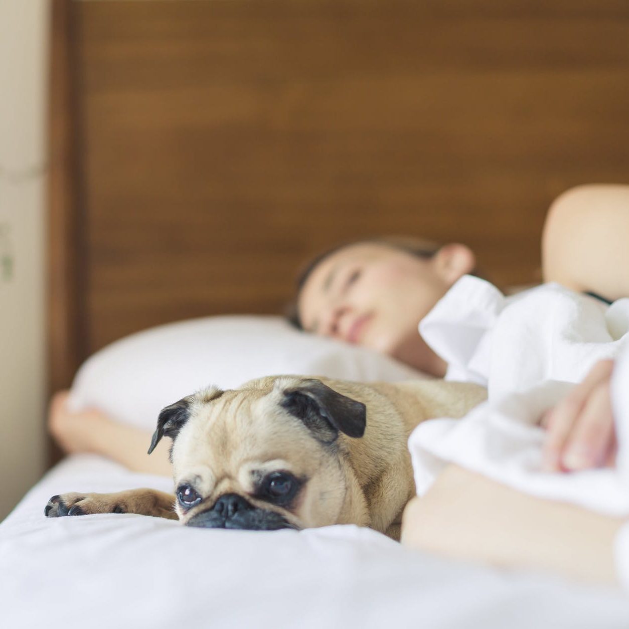 A woman asleep in bed, with her small dog lying next to her. (wallflowerhaze.com)