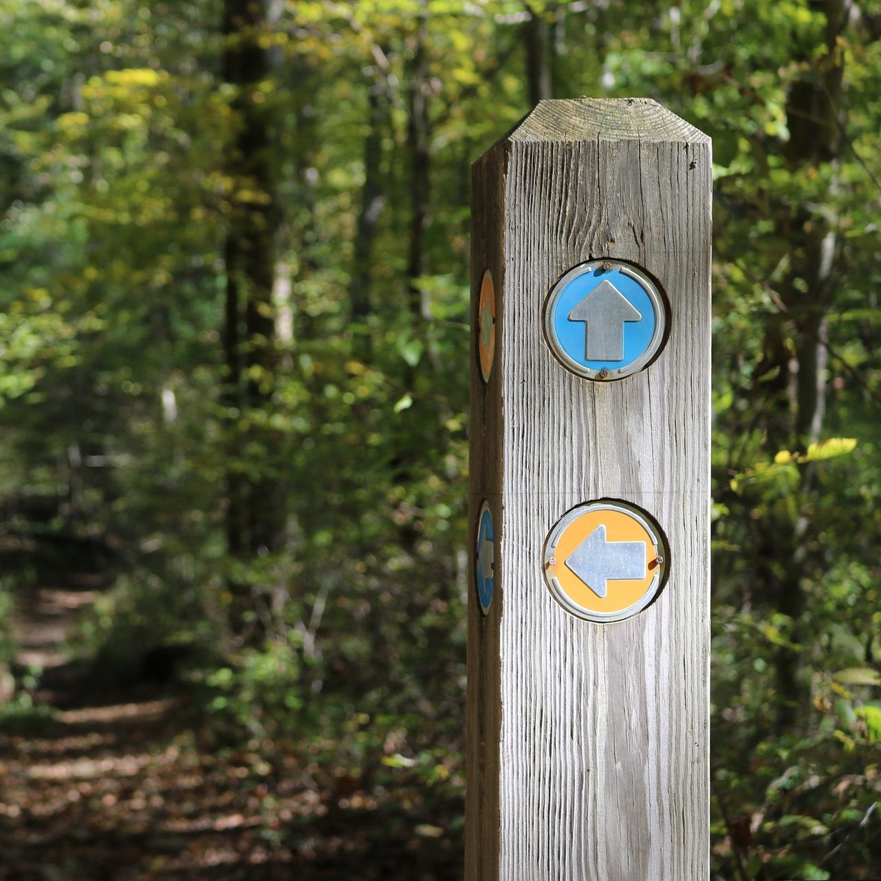 What Can We Learn From COVID-19? (wallflowerhaze.com)